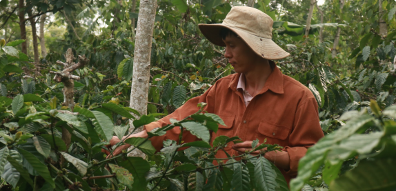 Vườn nhà Dũng