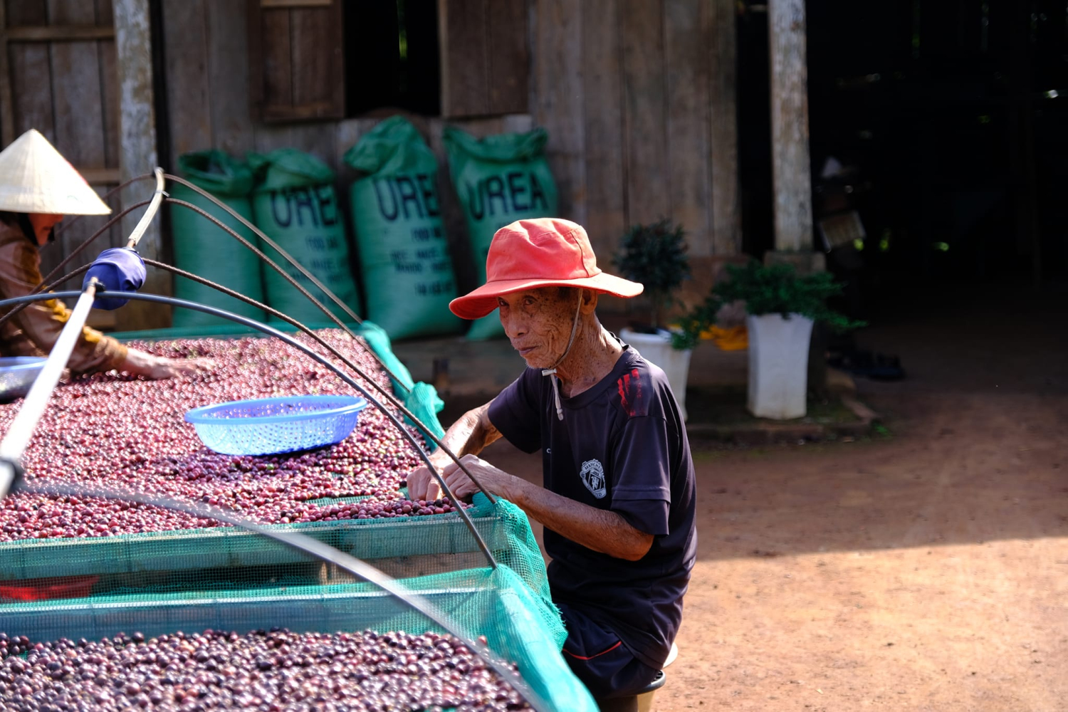 Phân loại cà phê