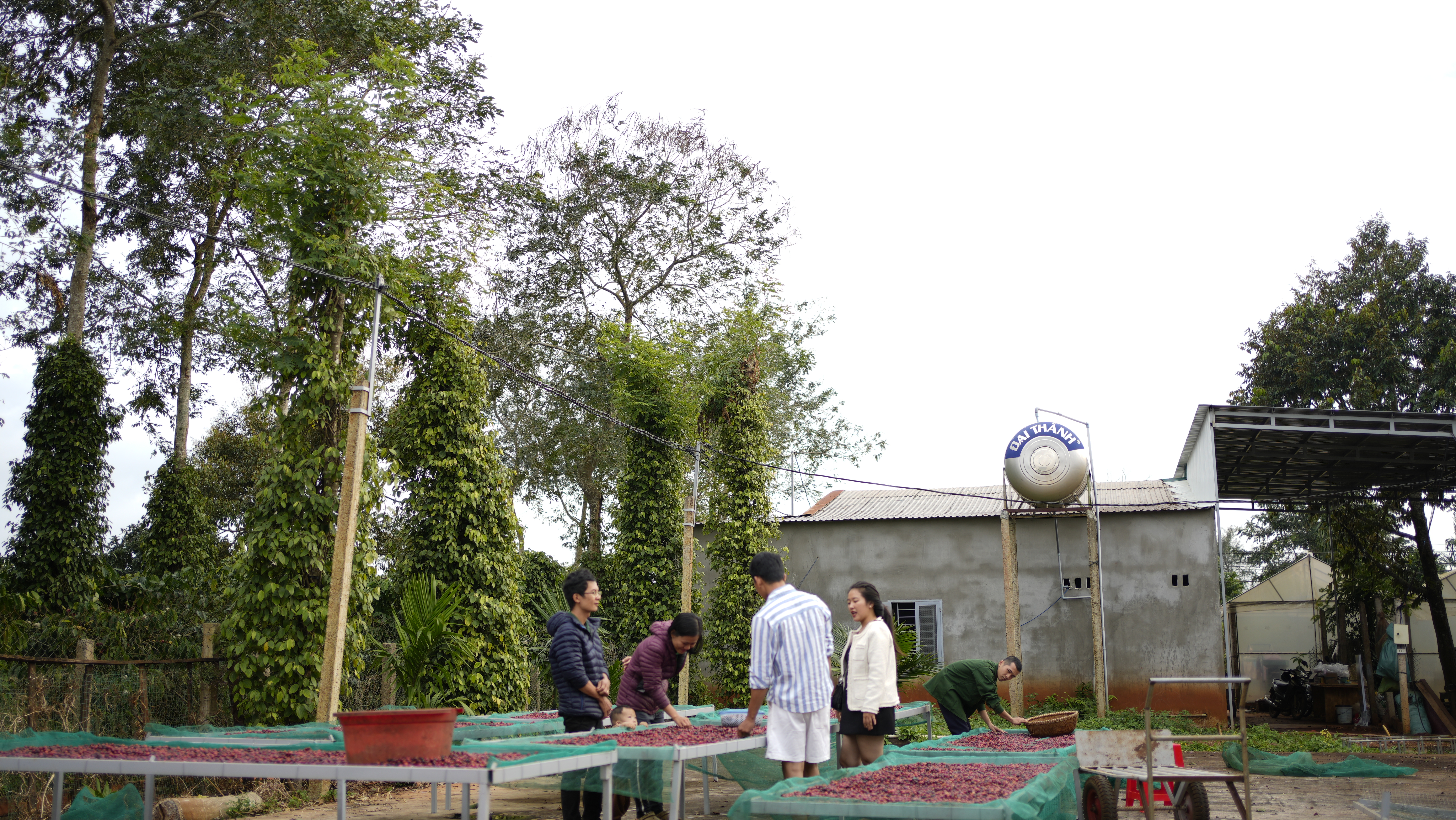 Học sơ chế cà phê