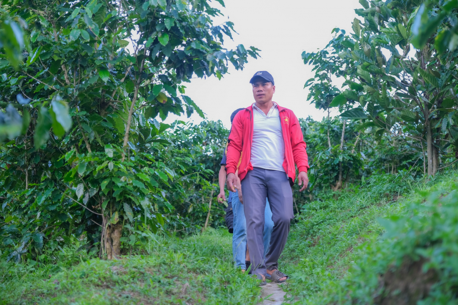 Vườn Hoàng Luận
