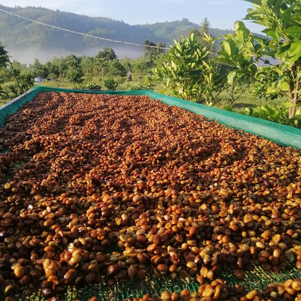 Vườn Hoàng Luận