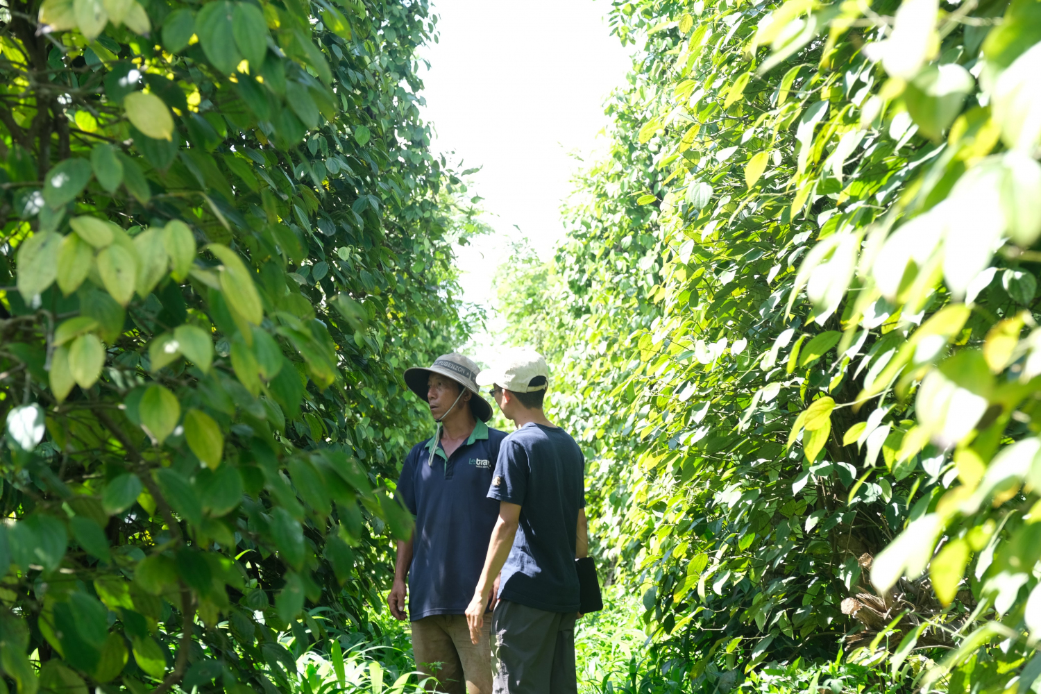 Vườn nhà chú Lương