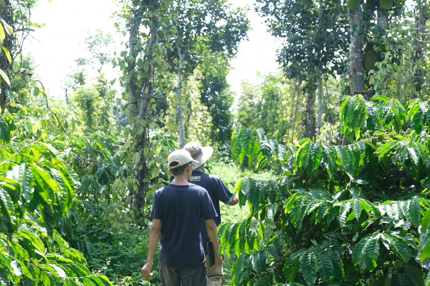 Vườn nhà chú Lương