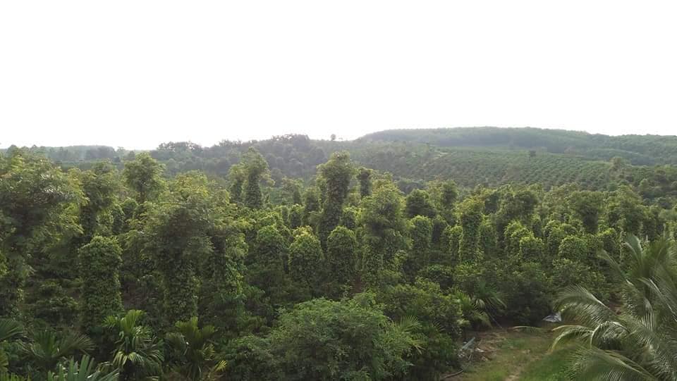 Vườn nhà Quang
